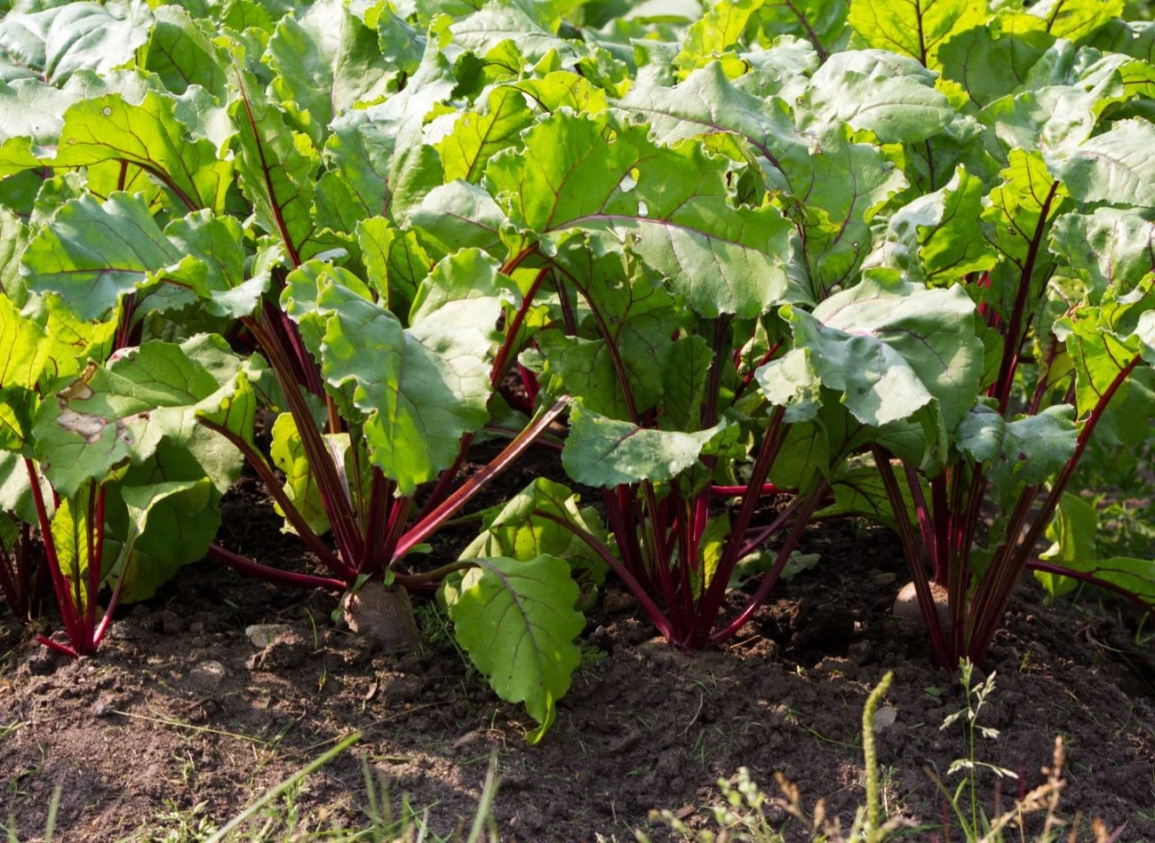 Kwitnienie buraków znacząco wpływa na ich smak i teksturę