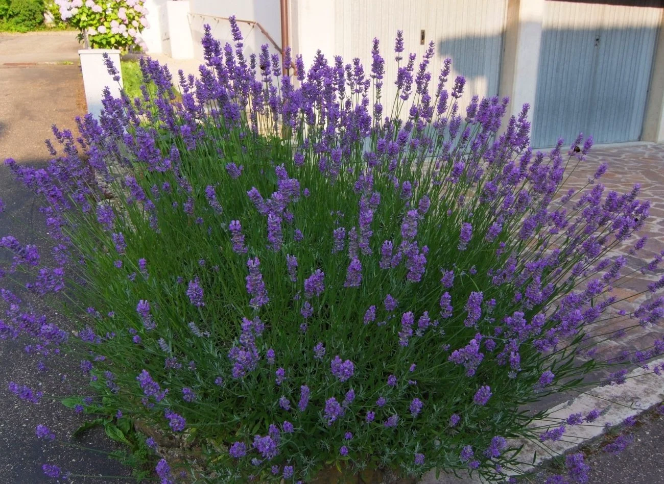 Dolomit poprawia strukturę gleby i odkwasza ją