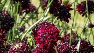 Driakiew posadzona w towarzystwie innych kwiatów długo kwitnących będzie piękną dekoracją dużego i małego ogrodu. To idealna roślina dla spóźnialskich.