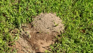 Gdzie mrówki budują gniazda w ogrodach? Miejsce gniazdowania niełatwo wypatrzyć, chyba że zwieńczone jest kopcem. Najlepiej szukać go, stosując przynętę i obserwację.