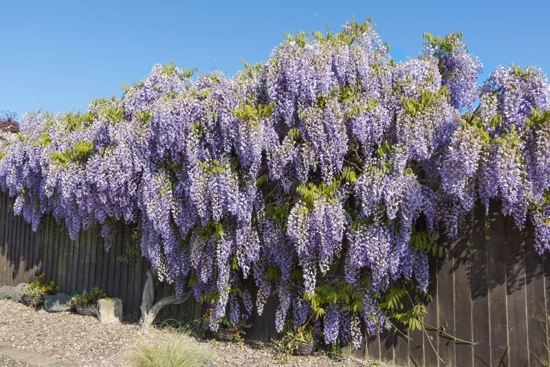Przycinanie wisterii to zabieg, który stymuluje rozwój nowych pąków kwiatowych