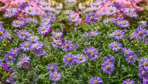 Jak długo kwitnie czubatka ubiorkolistna?