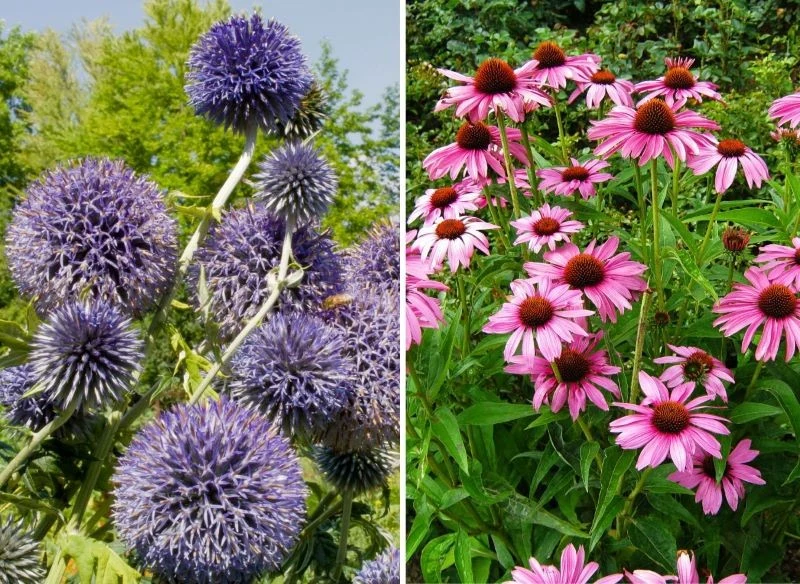 Oset kulisty i jeżówka to rośliny, które silnie nawiązują do naturalistycznego stylu prowadzenia ogrodów, a przy tym są efektowną ozdobą rabaty