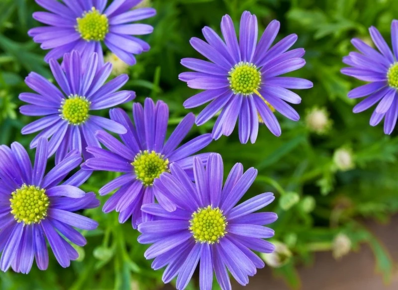 Czubatka ubiorkolistna najlepiej rośnie w miejscach nasłonecznionych i osłoniętych od wiatru