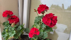 Jak zagęścić pelargonie? Wykonaj prosty zabieg, jakim jest uszczykiwanie. Dzięki niemu ładnie się rozkrzewią i będą bujnie kwitły./Deccoria.pl