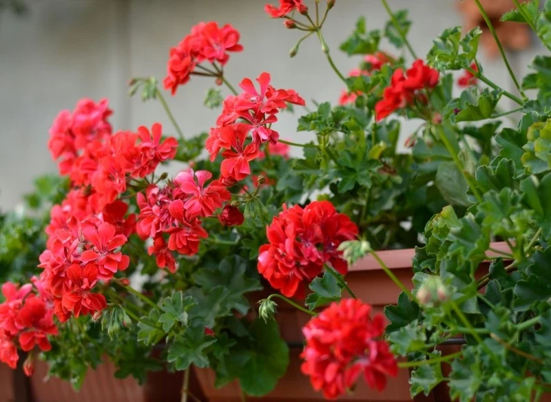 Uszczykiwanie pelargonii korzystnie wpływa na ich rozwój, a także prowadzi do zwiększenia liczby pędów
