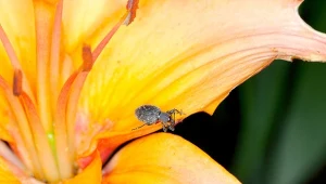 Jego menu jest tak zróżnicowane, że zdziwisz się, gdy usłyszysz, co atakuje opuchlak. Jak poznać szkodnika? Ma ziemiste barwy, długaśne czułki i napęczniały pancerzyk.