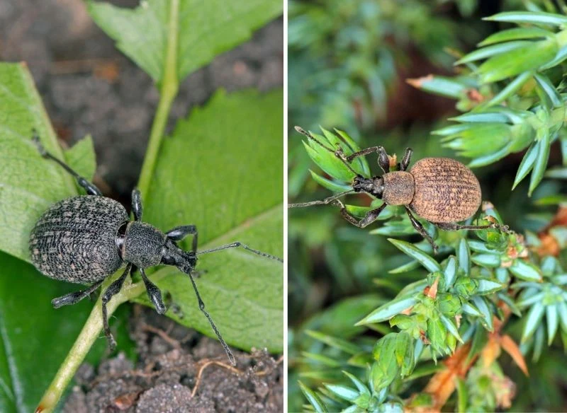 Chrząszcze opuchlaki są niewielkie i wyglądają nawet przyjaźnie, nie przypominają groźnego szkodnika, jednak gdy jest ich masa naprawdę pustoszą ogród