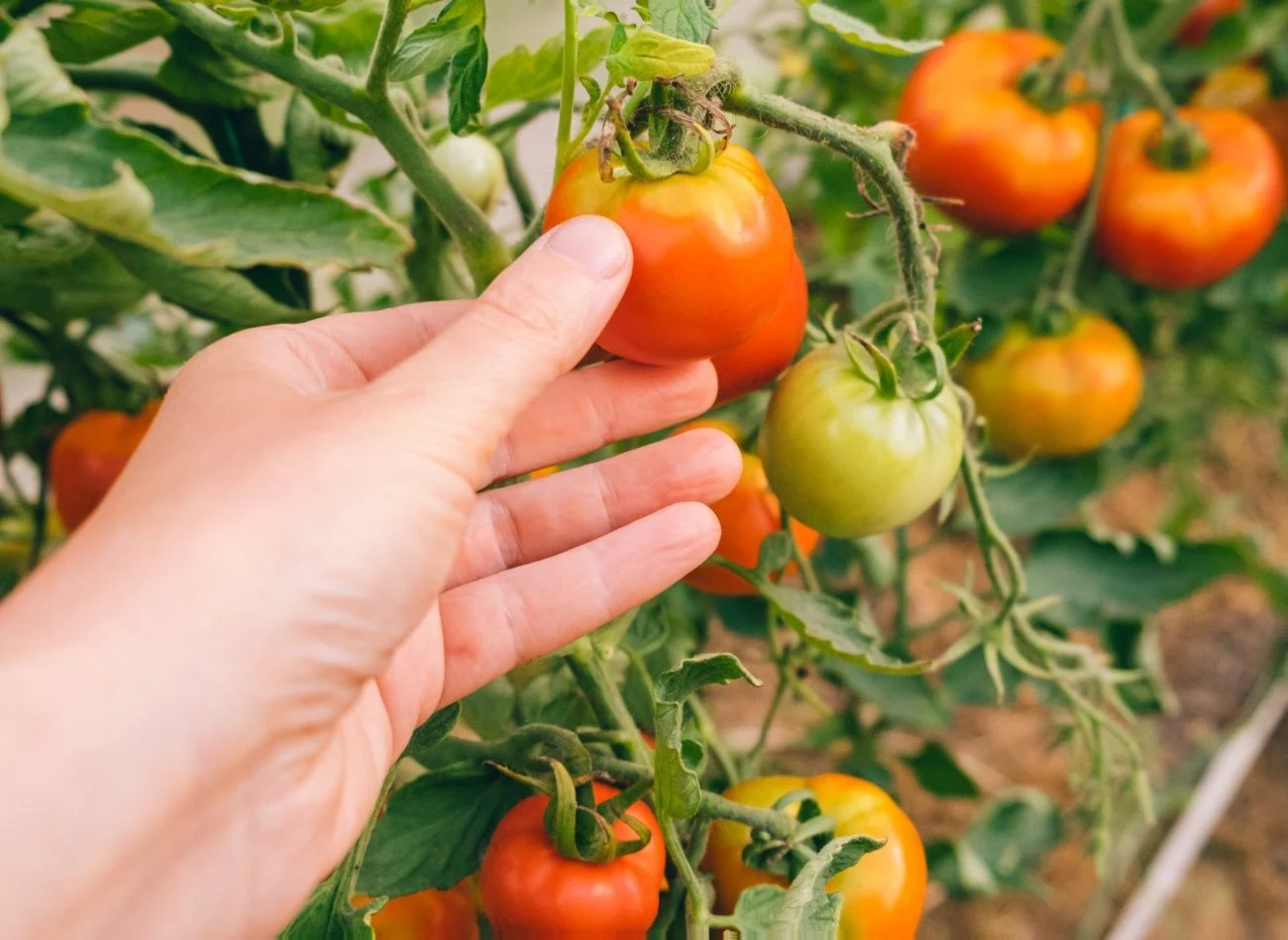 Pomidory, które rosną na podporach, są bardziej nasłonecznione