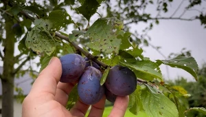 Aby uzyskać zdrowe i obfite plony śliwek, należy zabezpieczyć drzewka przed szkodnikami, m.in. owocówką śliwkóweczką.