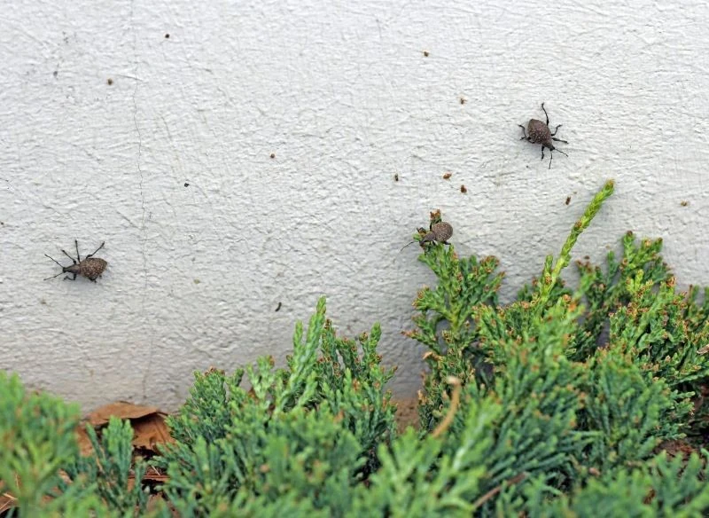 Opuchlaki nie potrafią latać, ale świetnie chodzą nawet po pionowych powierzchniach, dlatego często można zauważyć je wczesnym rankiem na ścianach ...