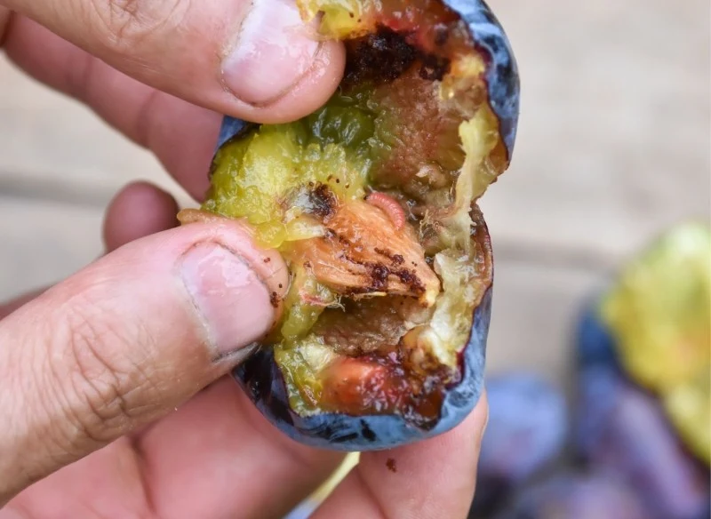 Owocówka śliwkóweczka to groźny szkodnik, który może prowadzić do osłabienia roślin i zmniejszenia plonów