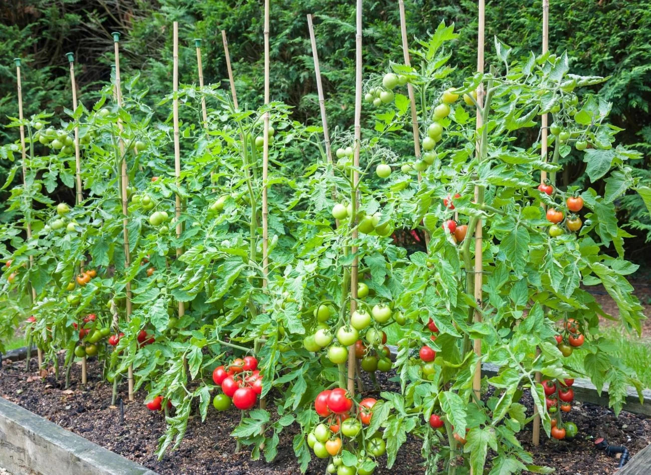 Im więcej pędów, tym więcej owoców, ale trzeba pamiętać, że będą one też mniejsze