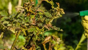 Jak pozbyć się mszyc z róż? Wypróbuj domowe sposoby.