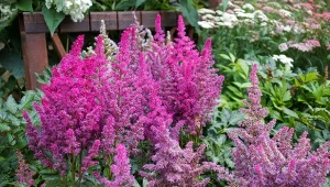 Kwitnąca różowa tawułka prezentuje się pięknie na tle roślin liściastych. Warto otoczyć ją rozmaitymi odcieniami zieleni, przez co efekt będzie jeszcze ciekawszy dla oka.