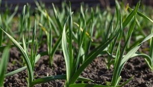 Czerwiec to szczególny miesiąc w  uprawie czosnku. Czego potrzebuje ta roślina?