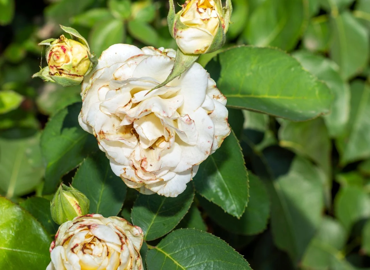 Zaatakowane przez mszyce róże marnieją, są bardziej podatne na choroby grzybowe