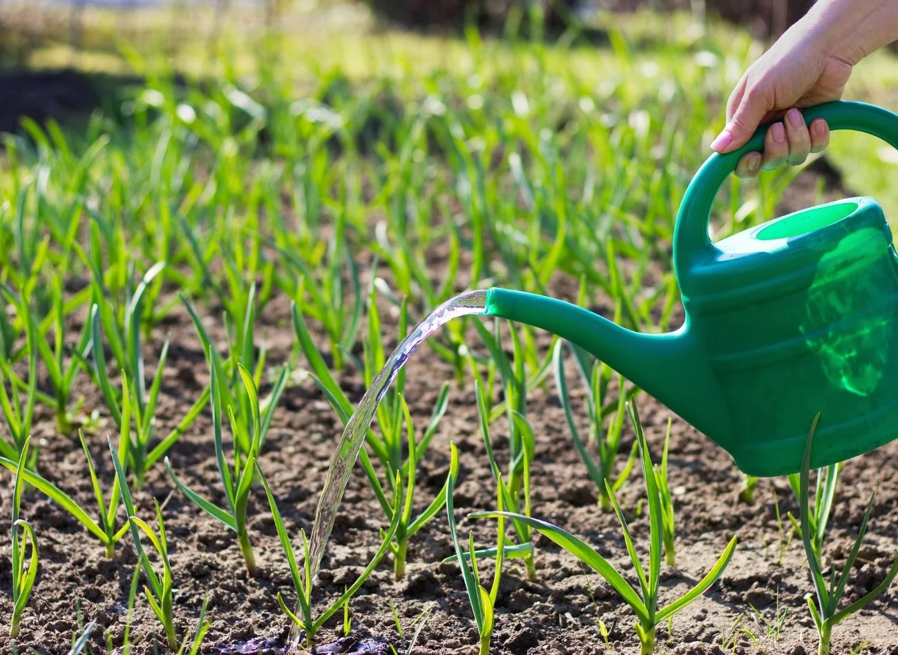 Naturalne nawozy powodują, że czosnek szybciej rośnie, główki są duże i zdrowe