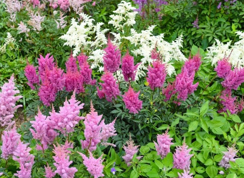 Nie trzeba rozdzielać tawułek czy na siłę szukać im innego tła, doskonale prezentują się we własnym towarzystwie, przeplatając kwitnienie i nieprze...