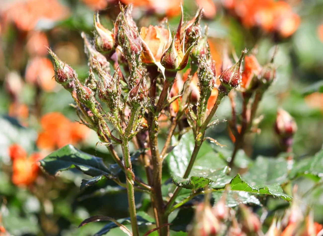 Zamiast stosować chemiczne opryski na mszyce, wypróbuj domowe sposoby