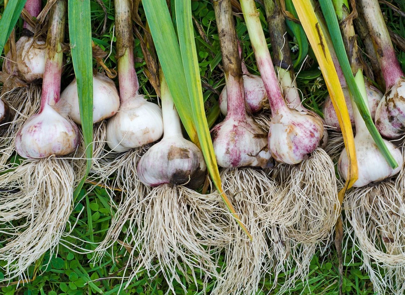 Dzięki naturalnym nawozom możesz zwiększyć plonowanie czosnku