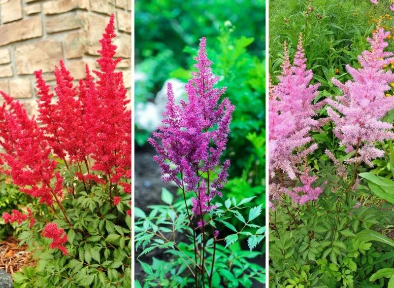 Kolorowe odmiany tawułki różnią się wielkością kłosów, budową liści oraz ich wybarwieniem