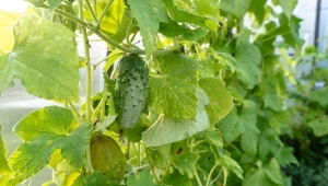 Krzaczki ogórków rozrosną się, zagęszczą i obficiej zaowocują, gdy będziesz przestrzegać zasad prawidłowego nawożenia.