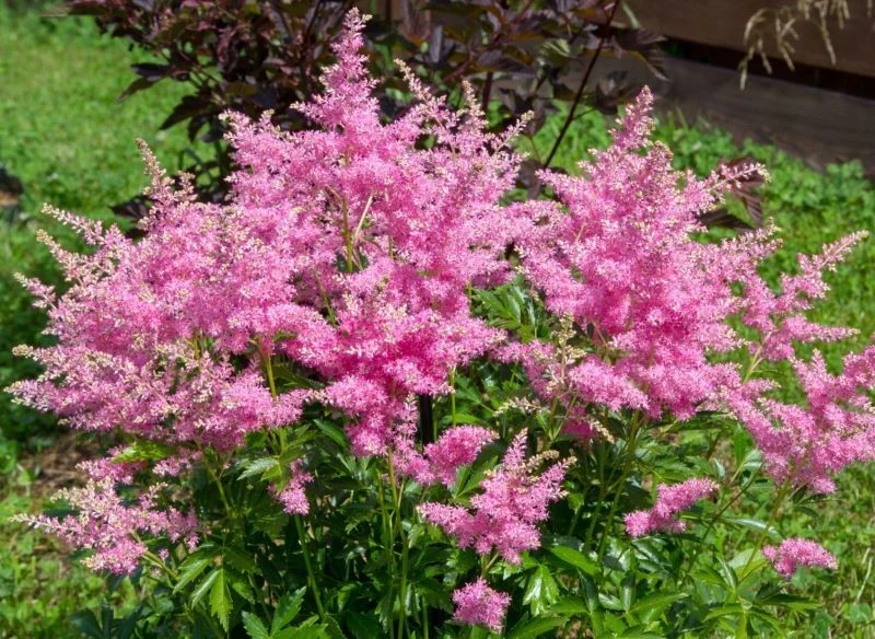 Jeden intensywnie wybarwiony okaz rozrośniętej tawułki w zupełności wystarczy, by efektownie udekorować wybraną część ogrodu