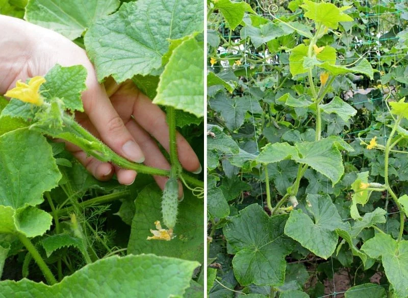 Spośród wielu odmian ogórków ciekawe w smaku, odporne na choroby i dobrze plonujące są np