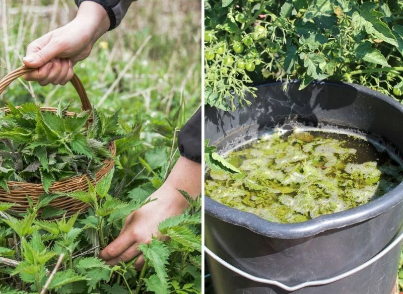 Doskonałym źródłem azotu dla młodych ogórków jest gnojówka z pokrzywy
