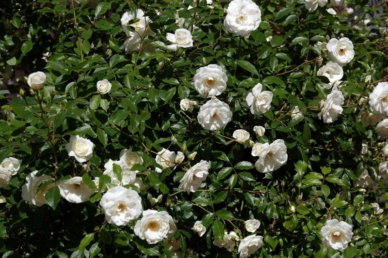 Róże okrywowe najlepiej rosną na stanowiskach słonecznych, choć poradzą sobie też w półcieniu