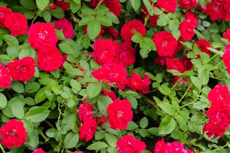 Róże okrywowe nie wymagają szczególnych zabiegów pielęgnacyjnych, co czyni je różami bezobsługowymi