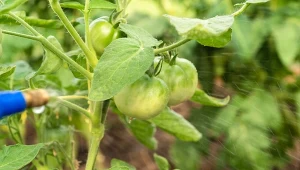 Oprysk z mleka i jodyny chroni ogórki i pomidory przed choroStanislaw Ostranista