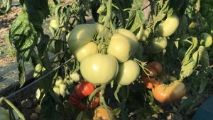 Dobry, domowy nawóz do warzyw z powodzeniem zastąpi niejedną gotową odżywkę ze sklepu. Przepis przyjaciółki wypróbowałam na pomidorach, rosną teraz szybciej i wielkości dłoni./deccoria.pl