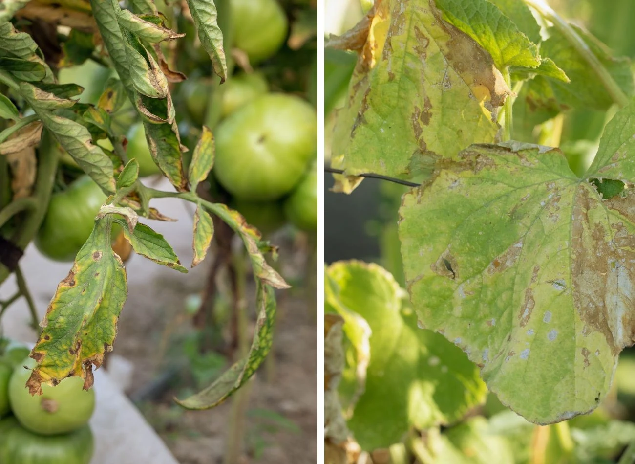Oprysk z mleka i miodu należy stosować zapobiegawczo
