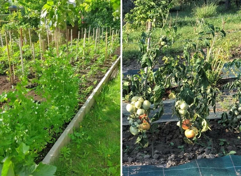 O ogrodowe uprawy dbam najlepiej, jak potrafię, czyli staram się nie podawać im chemii