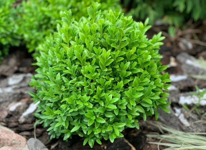 Bukszpan nie wymaga specjalnych zabiegów pielęgnacyjnych, ale warto wspomóc jego rozwój