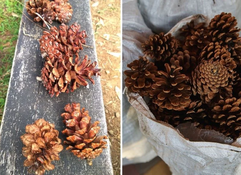 Zebrane w przydomowym, prywatnym lasku i ogrodzie szyszki sosnowe możesz wykorzystać do produkcji nawozu oraz jako wartościową ściółkę dla roślin k...