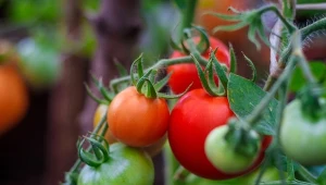 Czerwiec to szczególny miesiąc w uprawie pomidorów. Jak o nie zadbać?