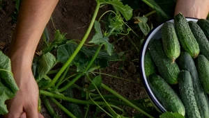 Co zrobić, żeby mieć dużo ogórków? Potrzebują nie tylko odpowiedniego stanowiska i gleby, ważne jest również nawożeni4.