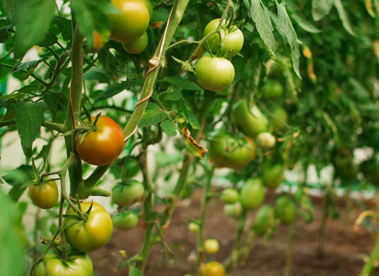 Regularny przegląd krzaczków pomidorów, obrywanie podejrzanych liści to ważna czynność w uprawie