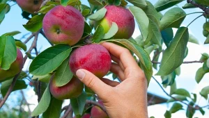 Jakie drzewa potrzebują nawożenia wapniem? Na pierwszym miejscu na liście są jabłonie, zaraz za nimi grusze.
