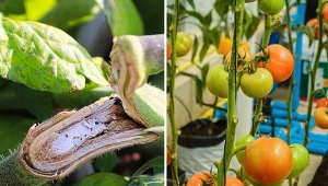 Gdy na krzaczku pojawia się uszkodzenie, chcemy go ratować na wszelkie sposoby. Czy można przymocować złamaną łodygę rośliny? Angielscy ogrodnicy mają pewien patent. Fot. akchamczuk/123rf.com; icon0/CanvaPro