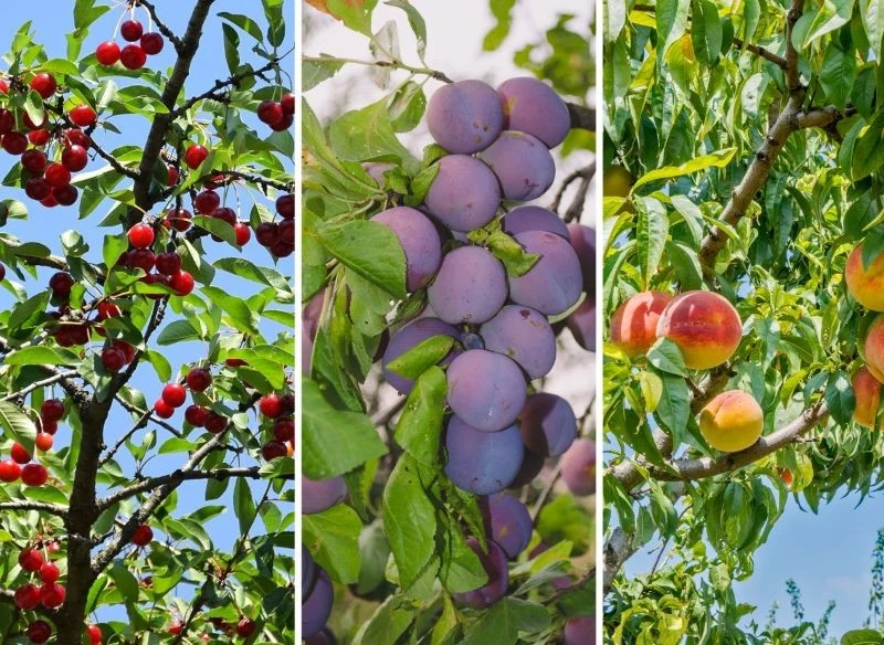 Nawożenie wapniem wskazane jest nie tylko u jabłoni, lecz także u innych gatunków drzew w przydomowych sadach np
