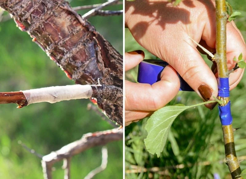 Uszkodzenia na gałązkach krzewów lub drzewek owocowych spróbuj wyleczyć