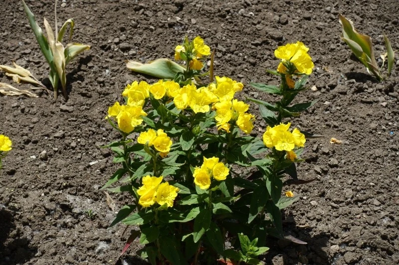 Kwiaty wiesiołka otwierają się wieczorem i wydzielają przyjemny zapach