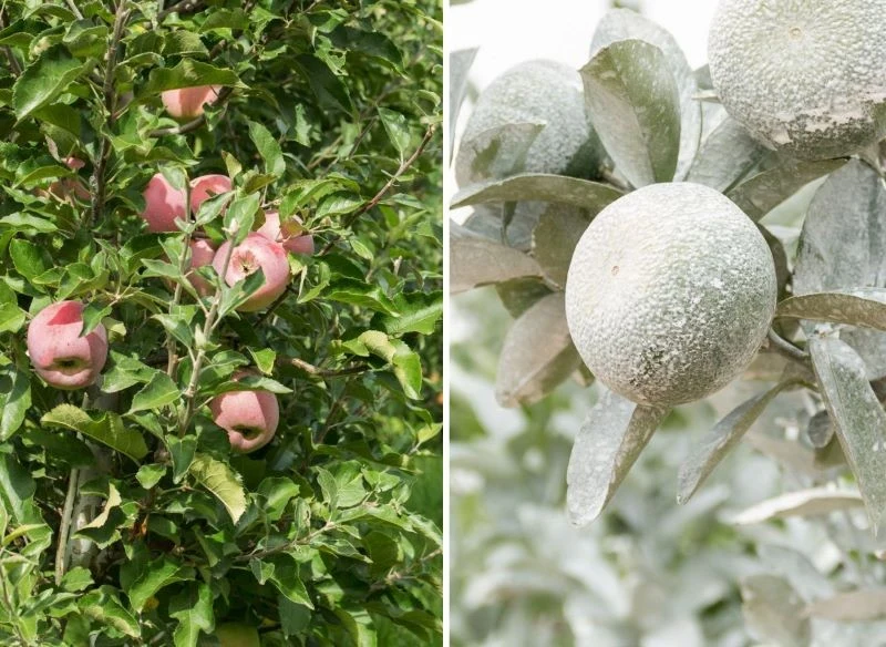 Opryski z wapnia stosuje się na jabłoniach kilka razy w sezonie