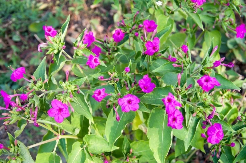 Szukasz roślin, które kwitną w nocy