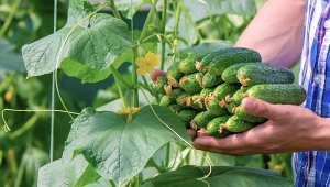 Dlaczego ogórki są gorzkie? Przyczyny bywają rozmaite - od przesuszenia, braku składników odżywczych w glebie, zbyt późnego zbioru po nieumiejętne zrywanie.