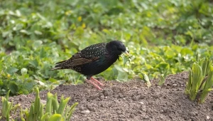 Zagrożenie dla borówek stanowią ptaki, szczególnie szpaki. Jak odstraszyć szkodniki od krzewów?